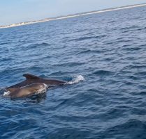 Marsouin retombant dans l'eau après un saut 2 Photo d'un dauphin en mer méditerranée au large de Sète
