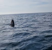 Animal retombant dans l'eau après un saut Photo d'un dauphin en méditerranée